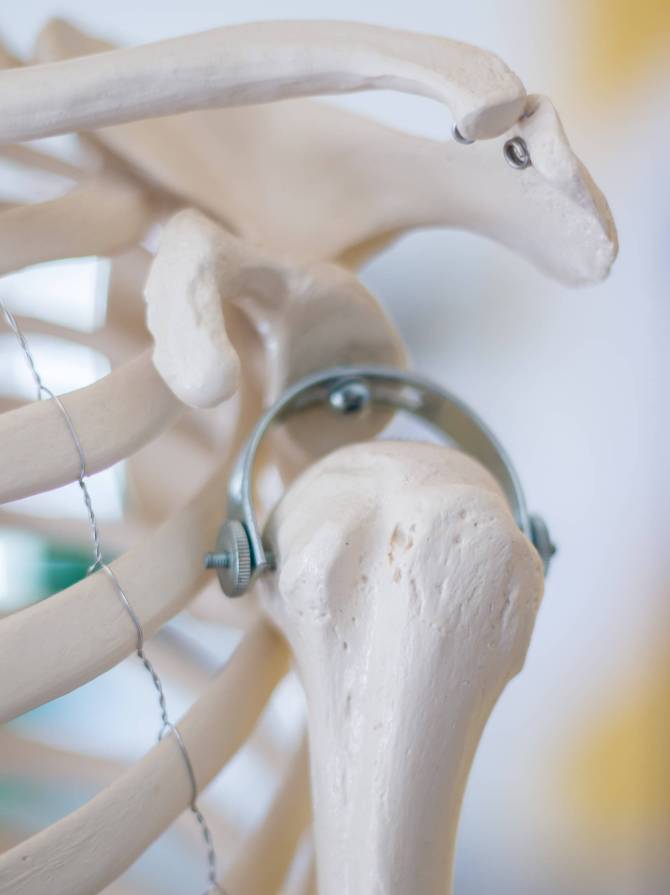 Human shoulder skeleton model Close up view of a model of a human shoulder bones.
